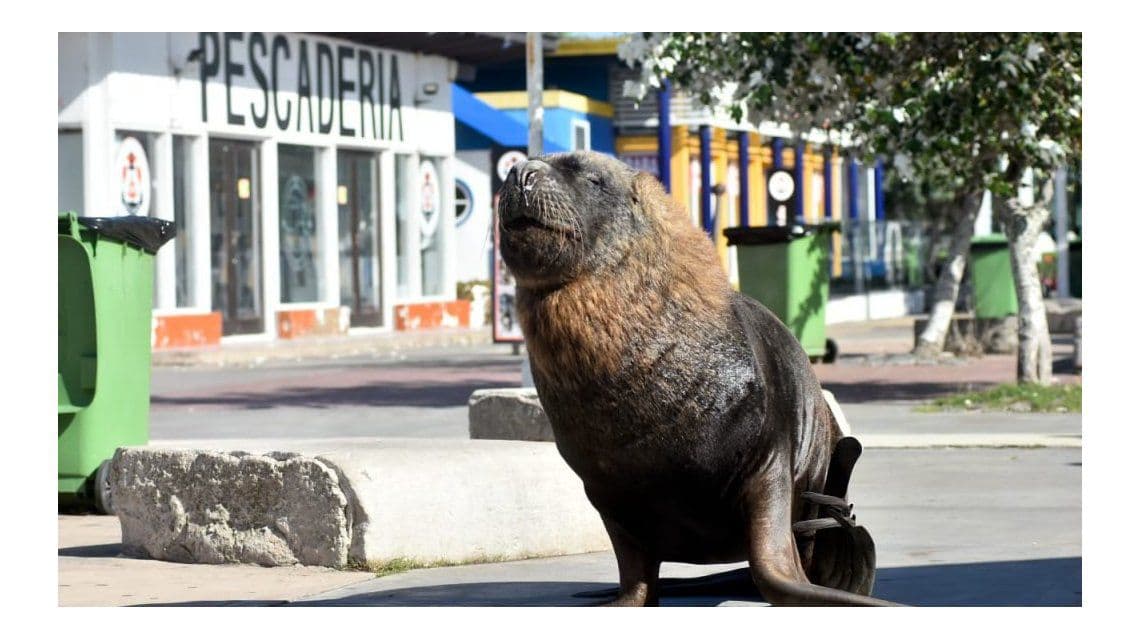 Cuarentena: los lobos de mar avanzan y se adueñan del puerto de Mar del Plata